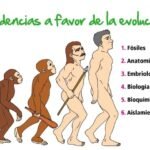 La relación entre los seres humanos y la evolución