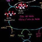 La respiración celular: una visión detallada