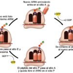 La síntesis de proteínas y la producción de biomoléculas fundamentales