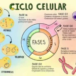 Las etapas del ciclo celular: interfase, mitosis y citocinesis