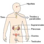 Las hormonas: reguladoras fundamentales del cuerpo y sus funciones