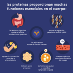 Las proteínas: fundamentales para el cuerpo humano y su funcionamiento