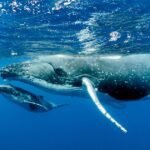 Las razones detrás de las largas migraciones de las ballenas