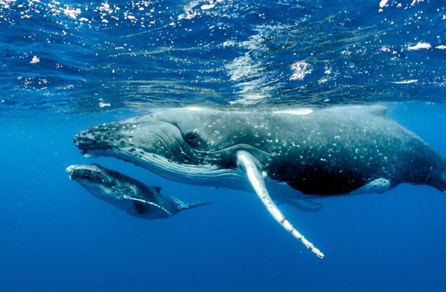 Las razones detrás de las largas migraciones de las ballenas