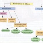 Los mecanismos de defensa del sistema inmunológico en el cuerpo humano