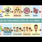 Los niveles de organización biológica: una mirada en profundidad