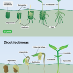 Proceso de desarrollo de las plantas: de la semilla a la planta adulta