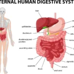 Proceso de digestión en seres vivos: guía completa