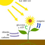 Proceso de fotosíntesis en las plantas: de la luz a la energía