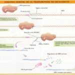 Procesos clave en la expresión genética: transcripción y traducción