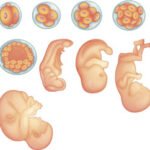 Regulación del desarrollo biológico: mecanismos y procesos moleculares