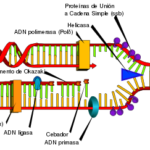 Replicación del ADN: Proceso de duplicación detallado