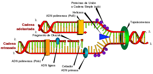 Replicación del ADN y su importancia en la herencia genética