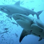Reproducción de los tiburones: conoce su proceso de reproducción