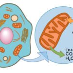 Respiración celular: producción de energía en las células