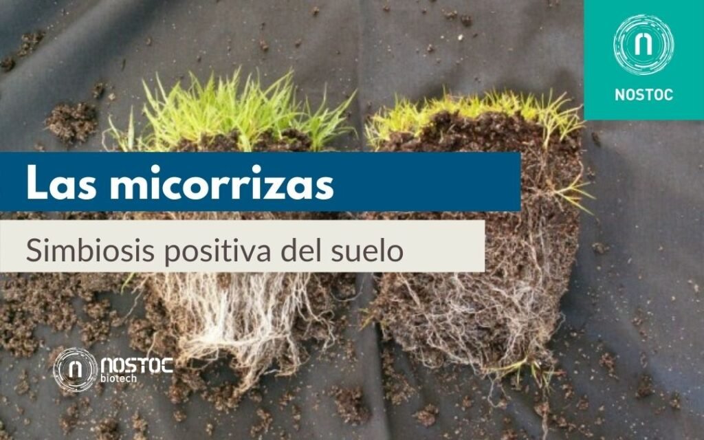 Simbiosis hongos-plantas: vital para el desarrollo vegetal