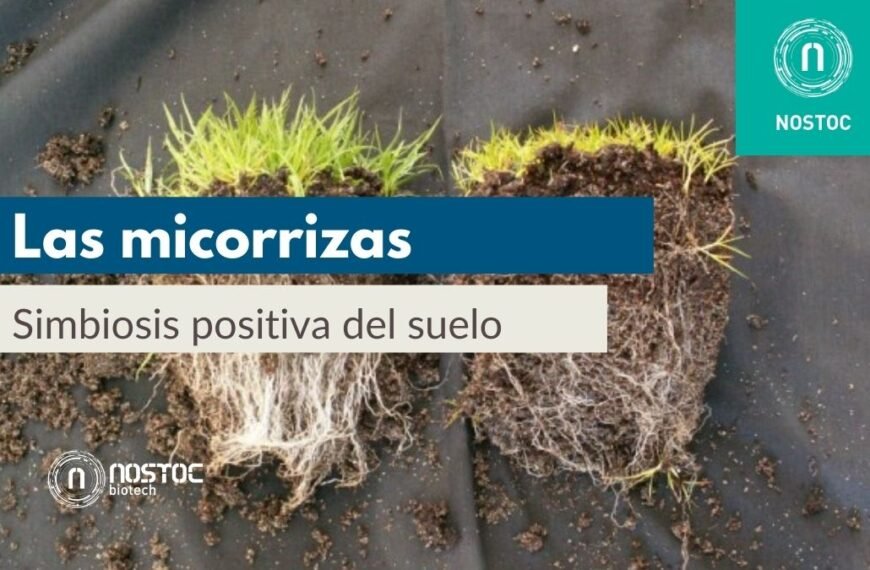 Simbiosis hongos-plantas: vital para el desarrollo vegetal