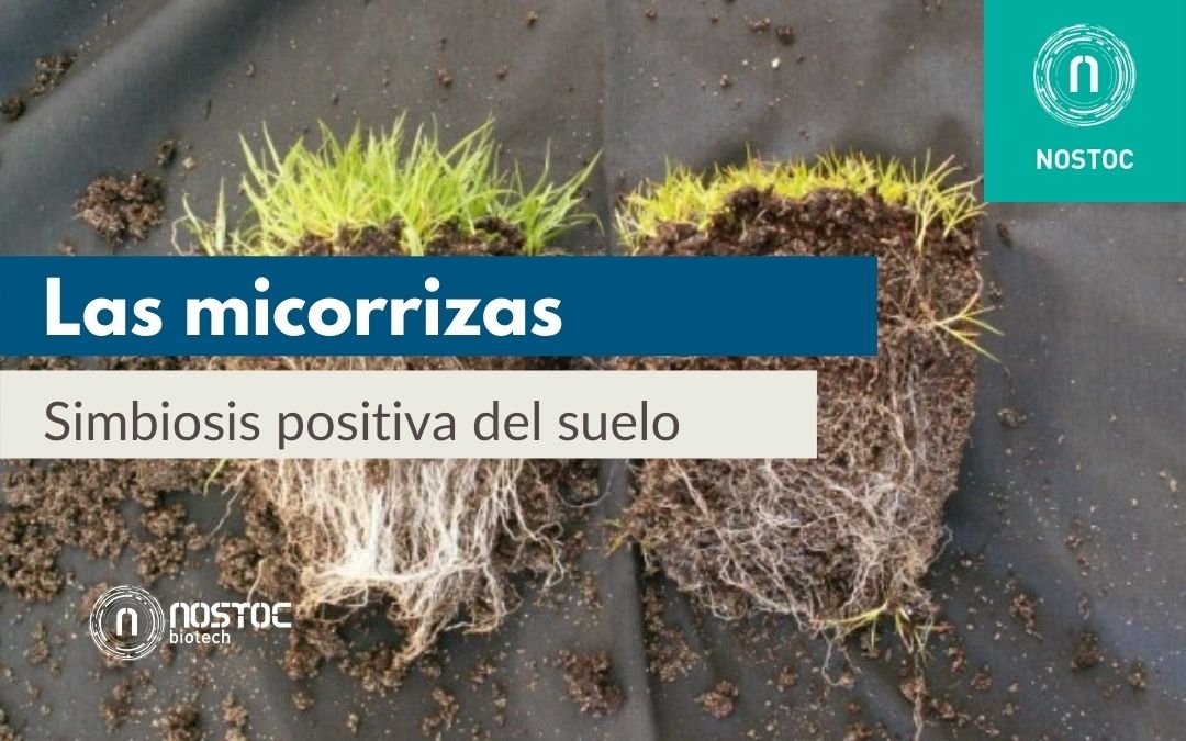 Simbiosis hongos-plantas: vital para el desarrollo vegetal