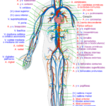 Sistema circulatorio en vertebrados: explicación completa