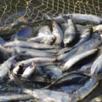 Sobrepesca: definición y consecuencias de una amenaza para los océanos