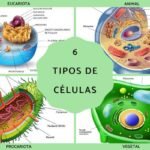 Tipos de células y sus funciones en el cuerpo humano