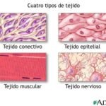 Tipos de tejidos en los seres vivos: una mirada en profundidad